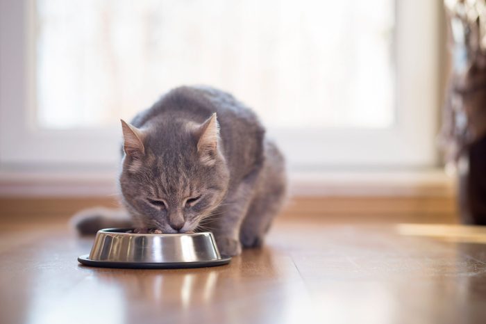 Beautiful tabby cat sitting next to a food bowl, placed on the floor next to the living room window, and eating. Selective focus