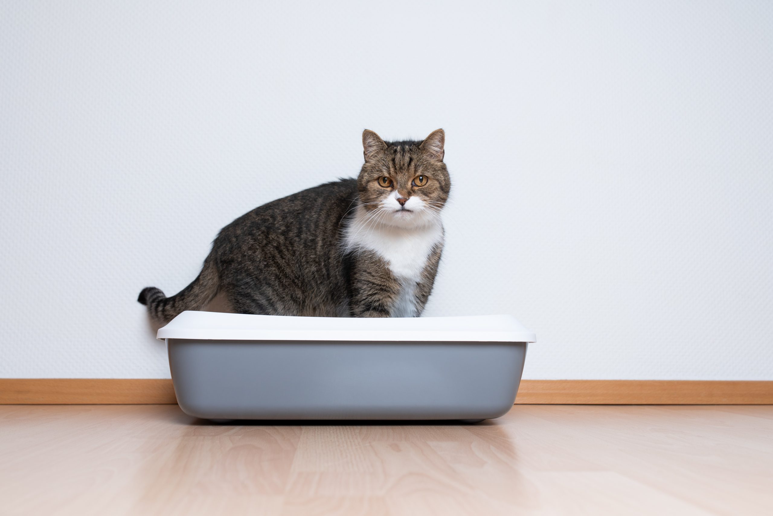 How Do Cats Automatically Know How to Use a Litter Box?