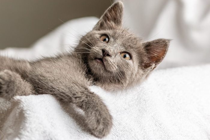 cute domestic kitten lying on white towel. suitable for animal, pet and wildlife themes