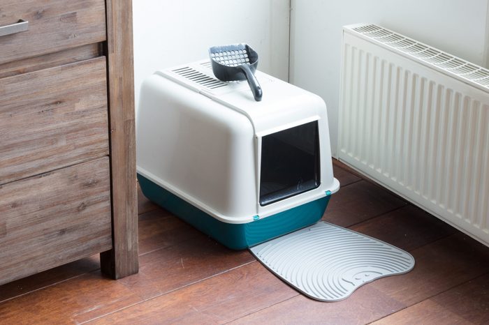 Cat litter box in a dutch house