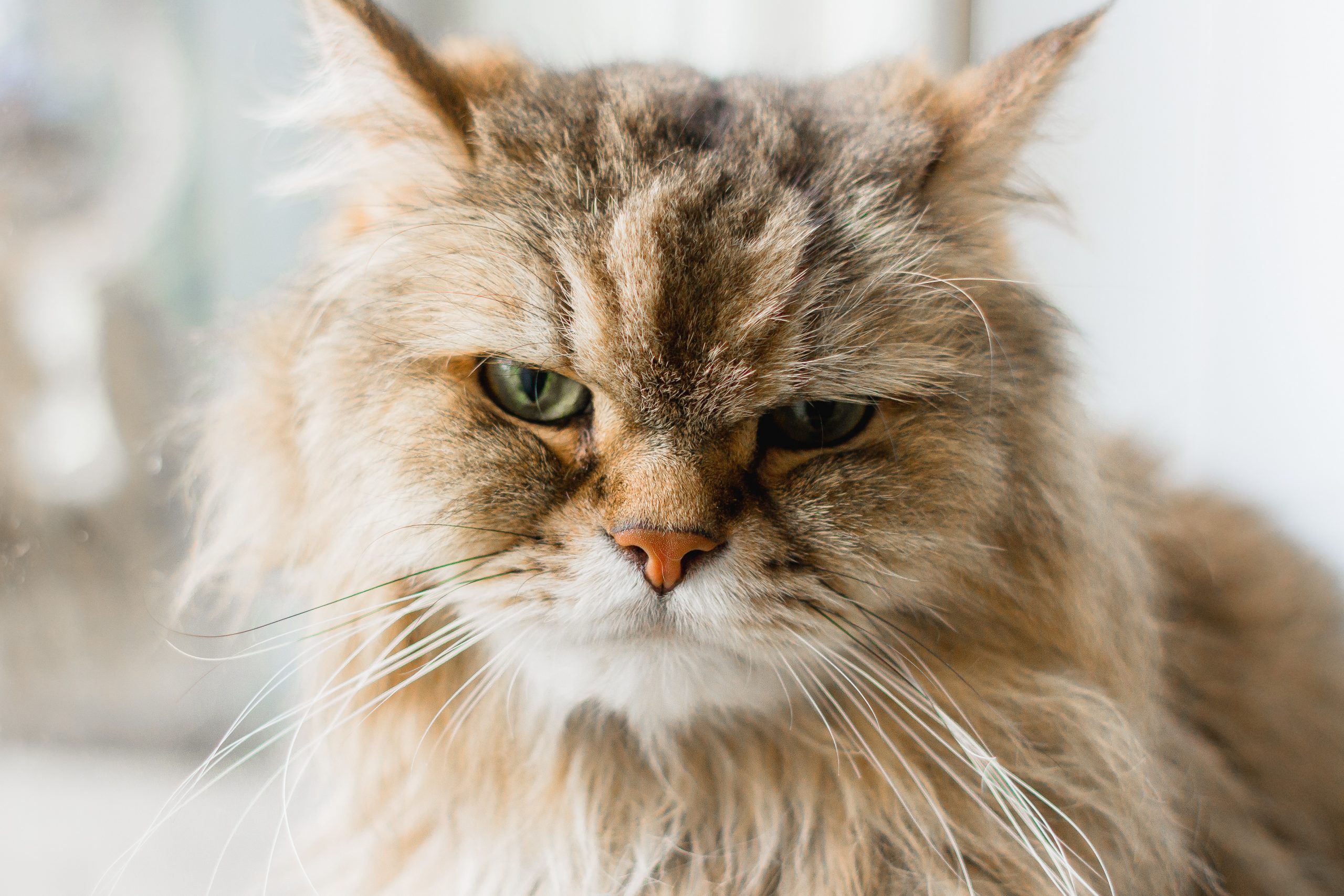 4 Reasons Your Cat Is Cranky