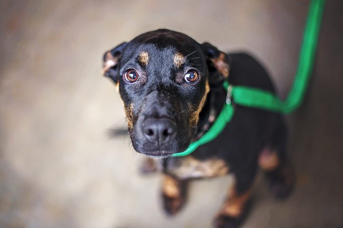 Dachshund Mix Dog