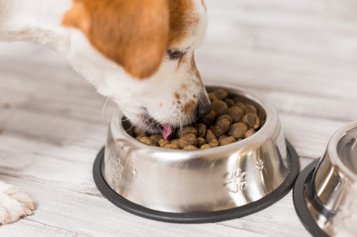 cute small dog sitting and eating his bowl of dog food. Pets indoors. Concept