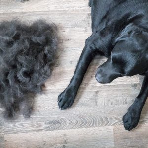 Huge Pile of Fur Brushed off Black Labrador