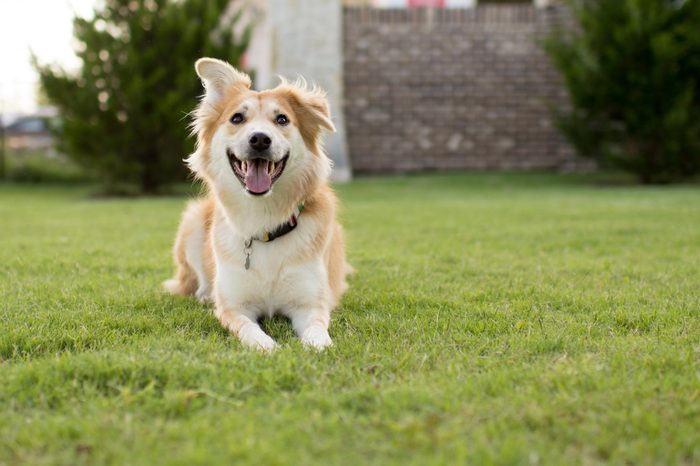 Happy Dog at the Dog Park