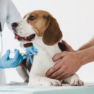 cropped image of man holding beagle while veterinarian doing injection by syringe to it