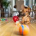 The 24 Best Dog Puzzle Toys for Bored Dogs