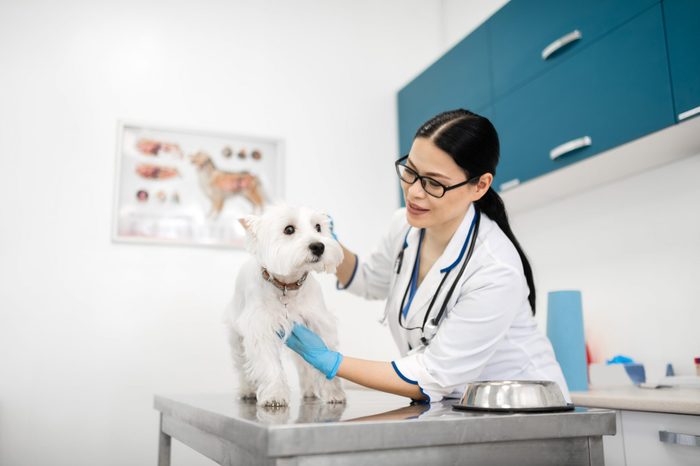 Pet feeling good. Loving pet wearing uniform feeling good after examination of cute white dog