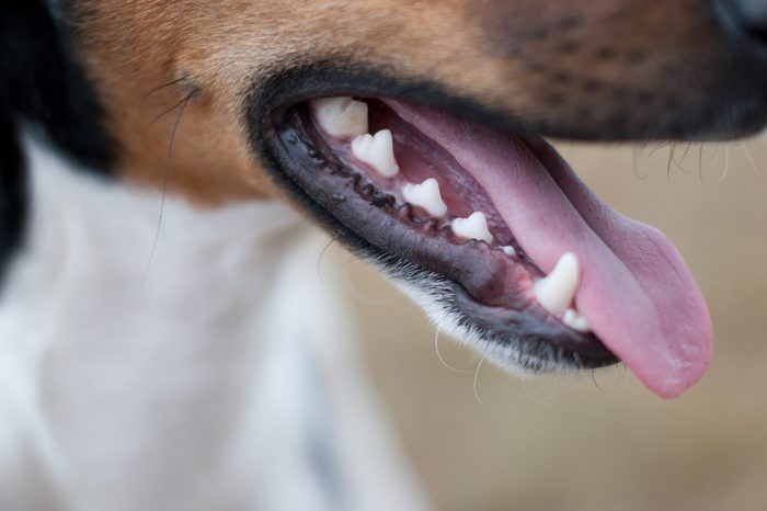 Close-up of a small dog, mouth open, tongue out with blurred background