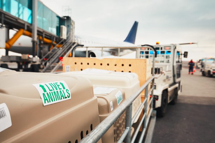 Dogs traveling by airplane. Boxes with live animals at the airport. 