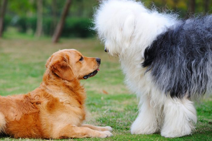 Two dogs staring at each other with curiosity