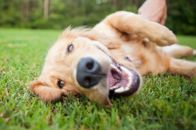 Yellow lab rolls over outside