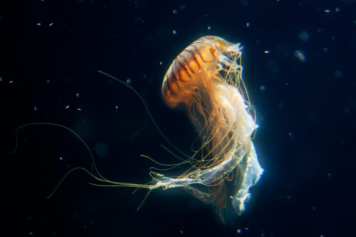 big jellyfish marine