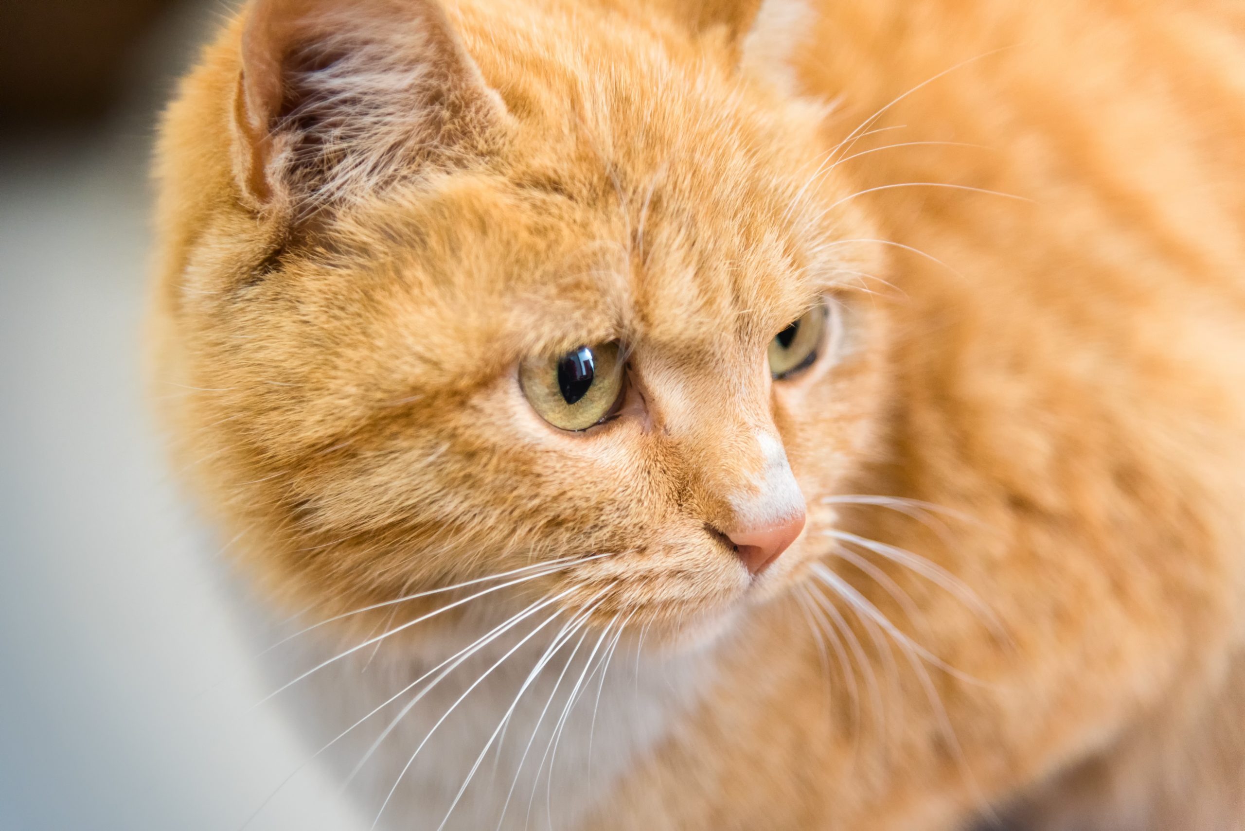 Domestic well behaved orange cat head detail close up