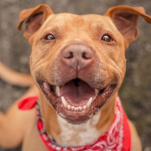 Bubba, a dog I photographed for a Northern California animal shelter, finally found his home after spending the better part of a year in a kennel. He is free!