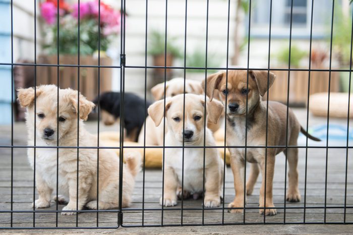 Litter of Foster Puppies Playing in Secure Area Outside on Wooden Deck