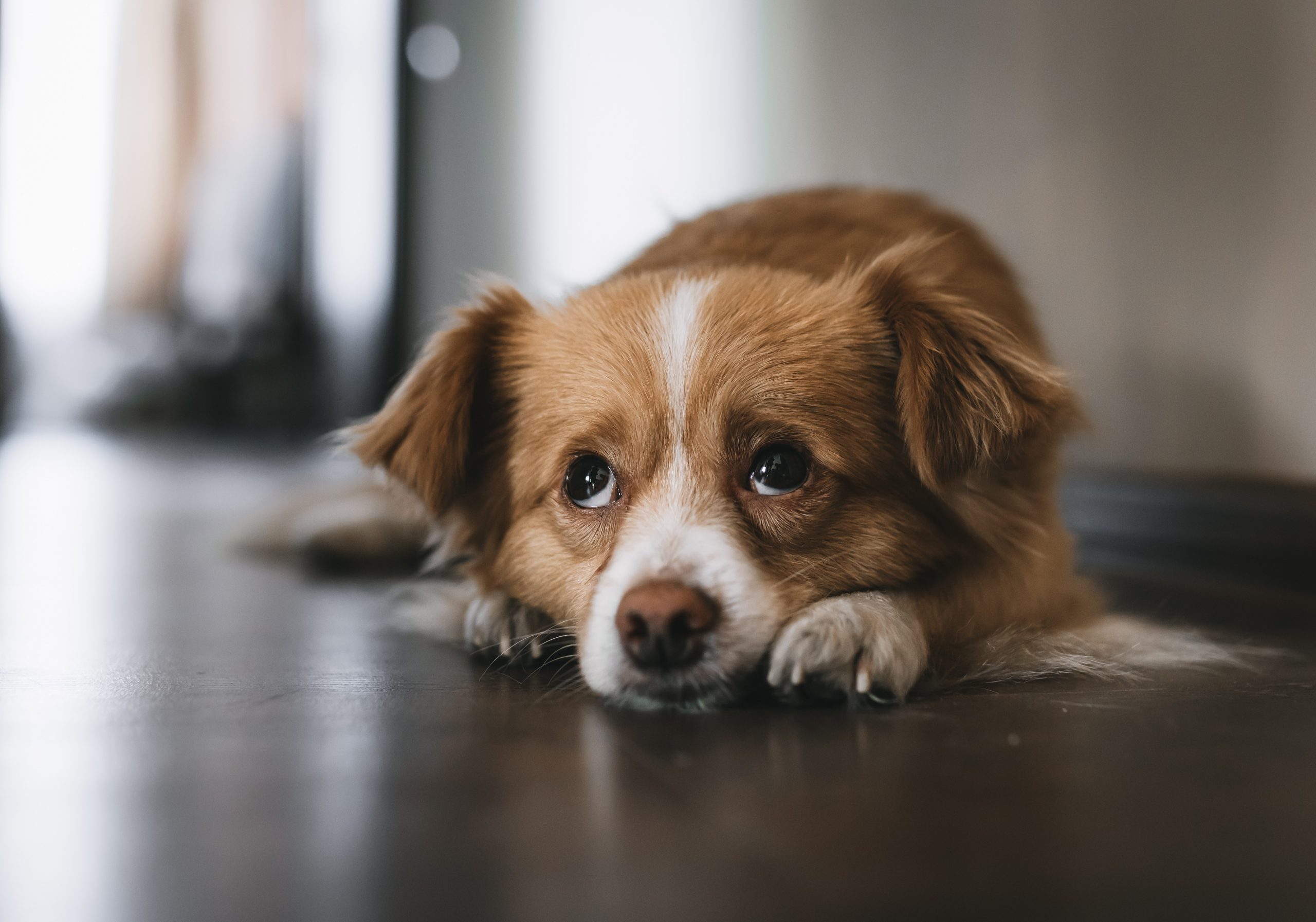 Why You Might Want to Hold Off on Neutering Your Dog