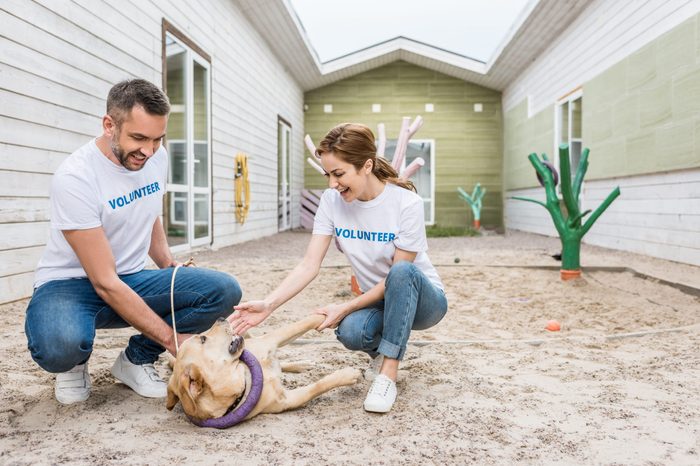 two volunteers of animals shelter playing with labrador dog