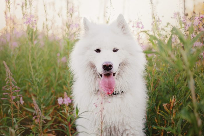 Dog in spring. Samoyed dog on a walk