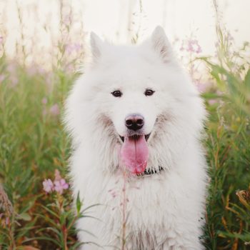 Dog in spring. Samoyed dog on a walk