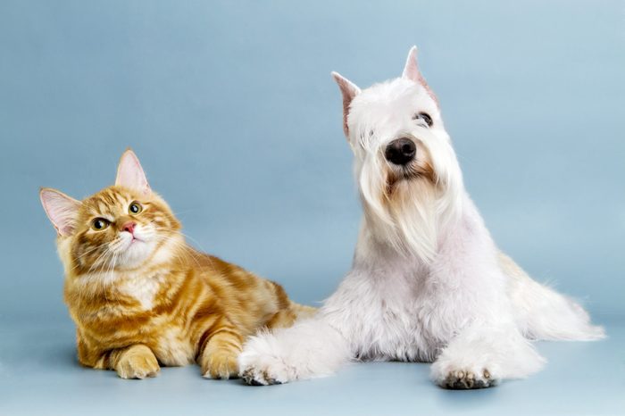 Cat and dog friends.