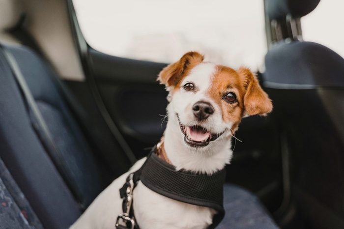 dog buckled in car