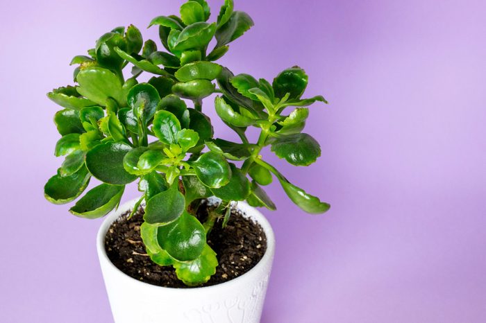 houseplant Kalanchoe in a decorative pot on a lilac background.