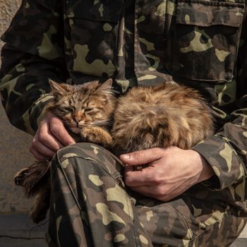 army pet cat