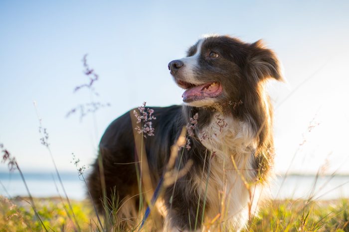 Happy dog in dunes