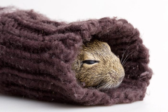 hamster muzzle in sleeve closeup isolated on white