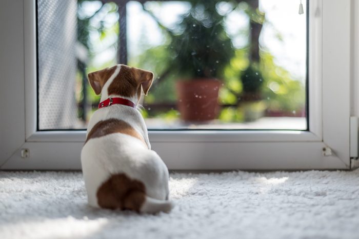 dog looking out of window