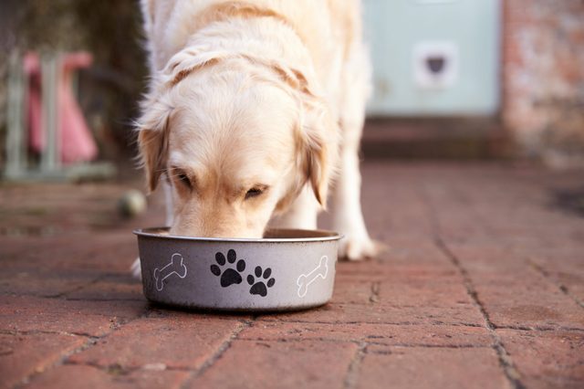 labrador eating