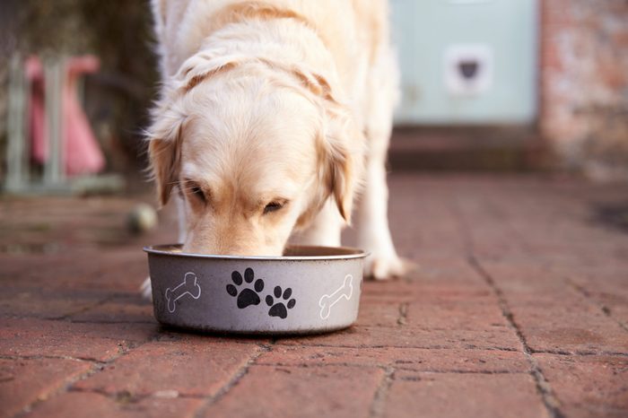 labrador eating