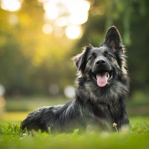 dog lying in grass with one ear pointed