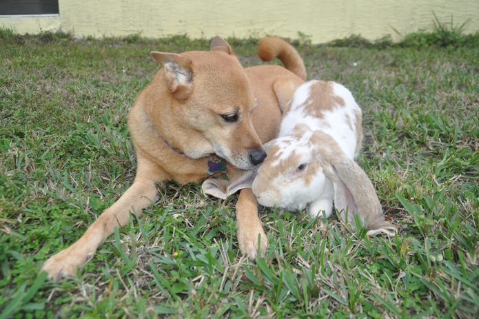 dog and bunny nuzzle in the grass