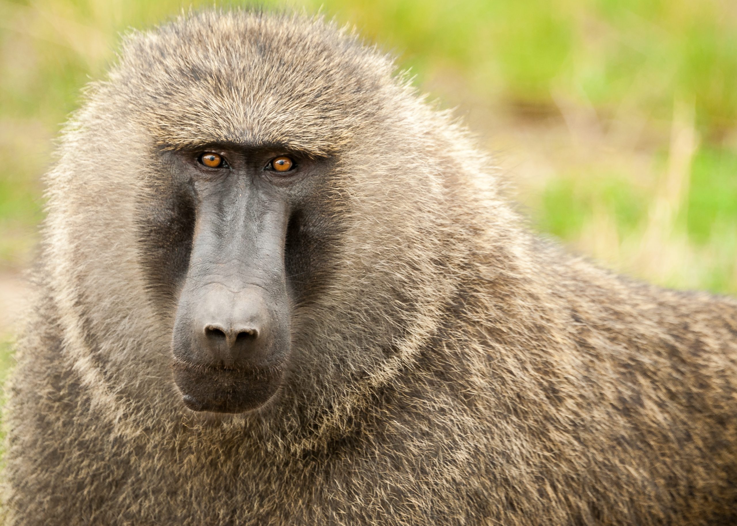 Olive baboon 