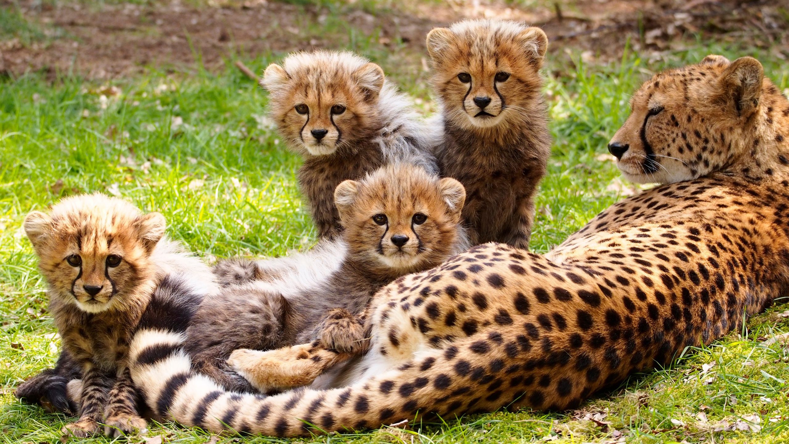 Cheetah cubs with mother