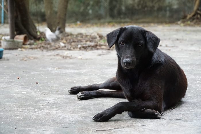 Black dog lying on the concrete floor.