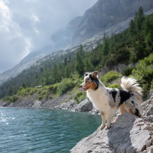 A dog in the mountains is standing on a rock and looking at nature. Travel with a pet. Happy Australian Shepherd. Healthy lifestyle, adventure