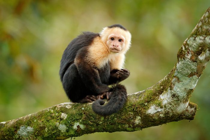 White-headed Capuchin, black monkey sitting on tree branch in the dark tropical forest. Wildlife of Costa Rica. Travel holiday in Central America.