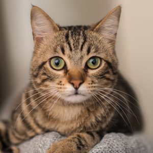 Relaxed domestic cat at home, indoor