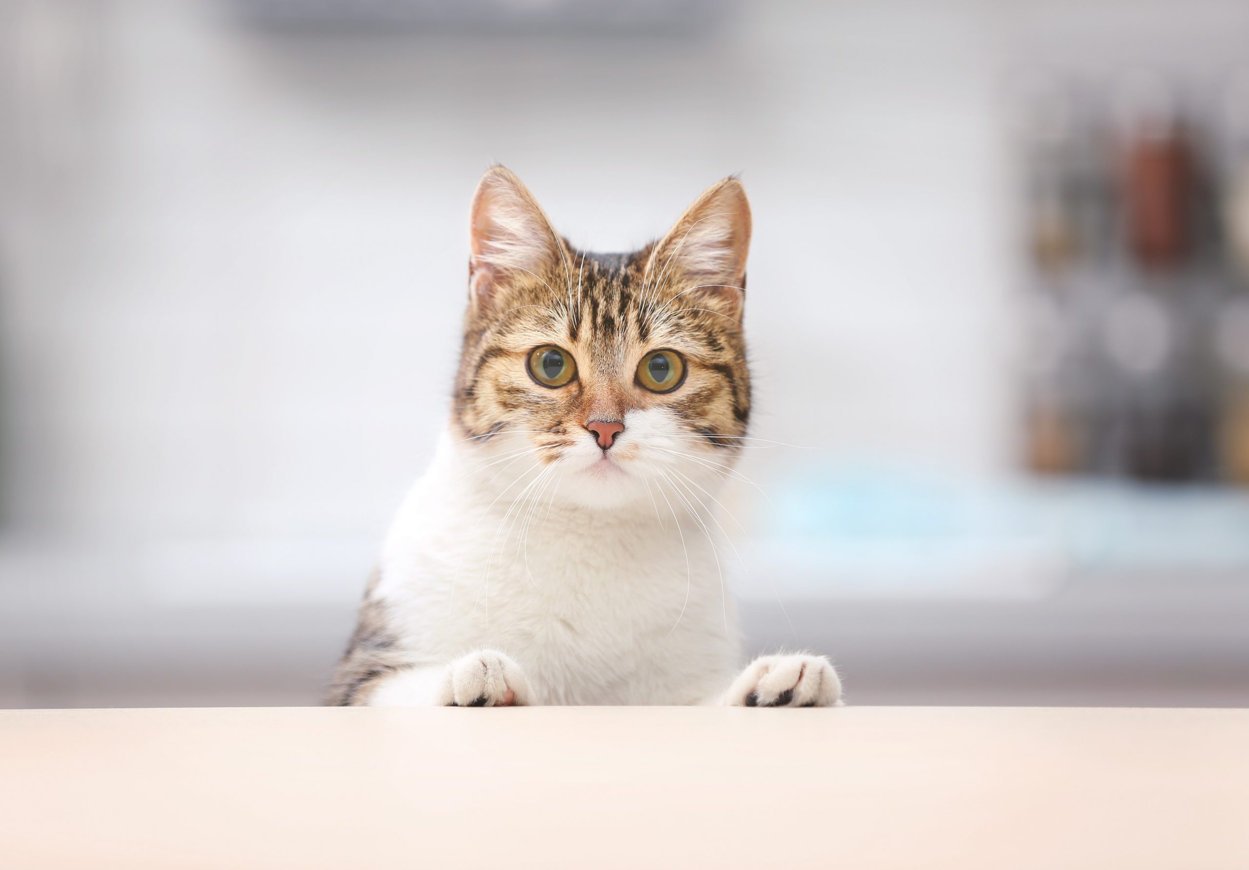 Cute funny cat at kitchen table on blurred background