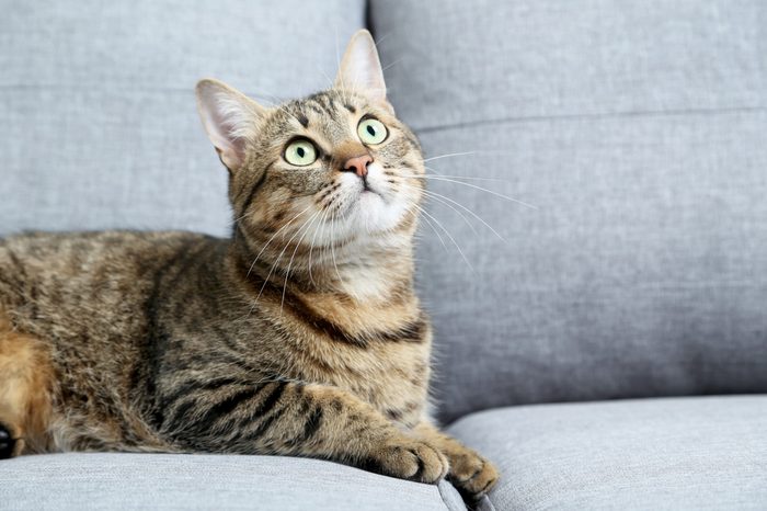 Beautiful cat lying on the grey sofa