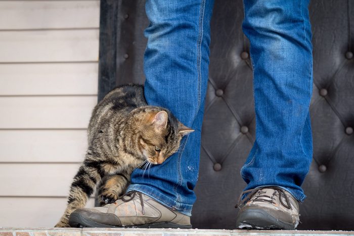 The cat rubs against the feet of the master on the porch