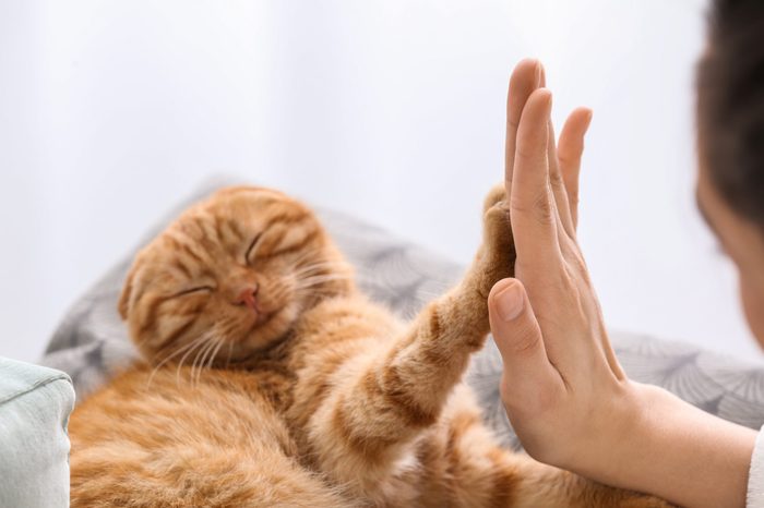 Young woman with cute funny cat at home