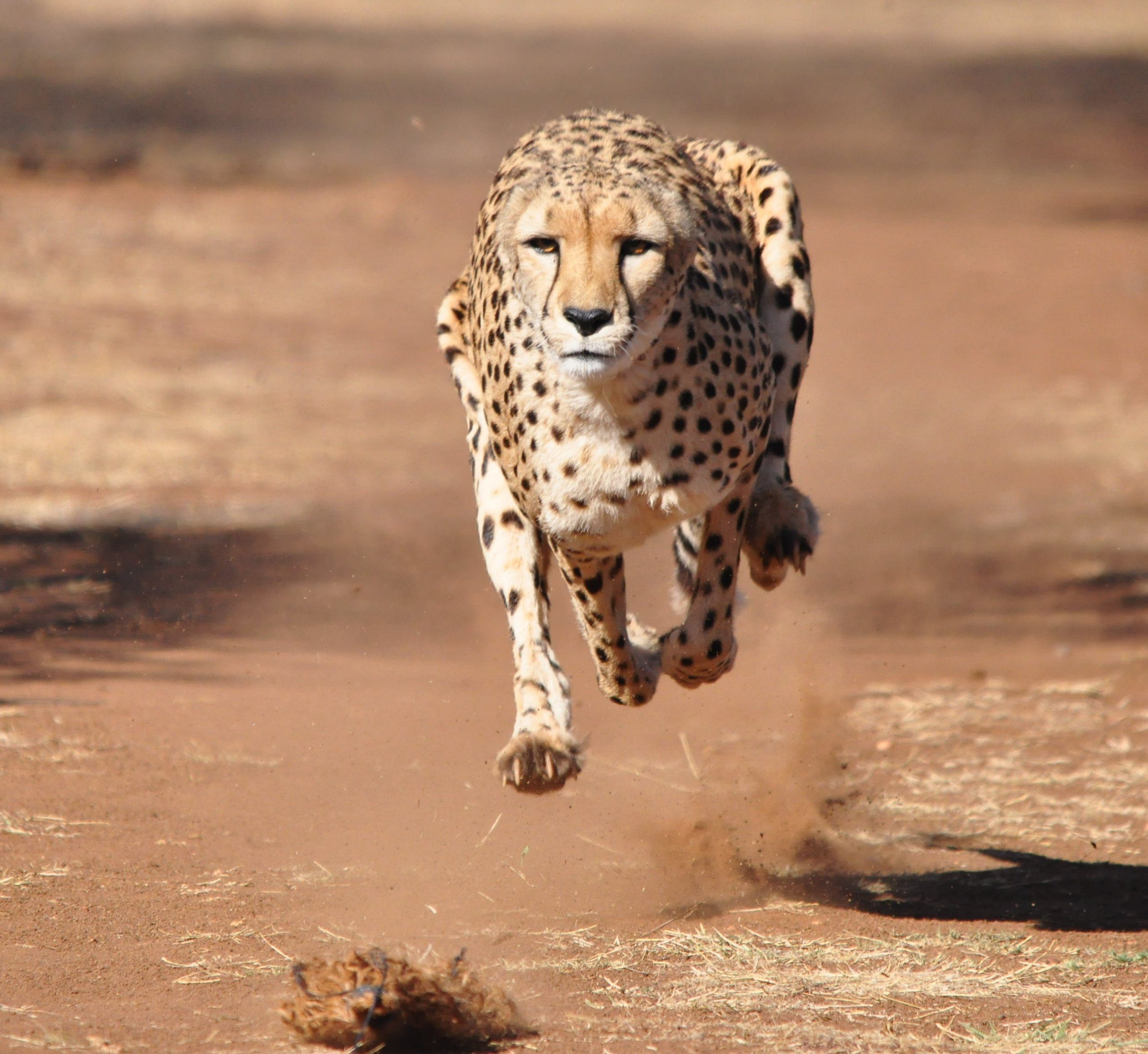 Cheetah running, completely airborne