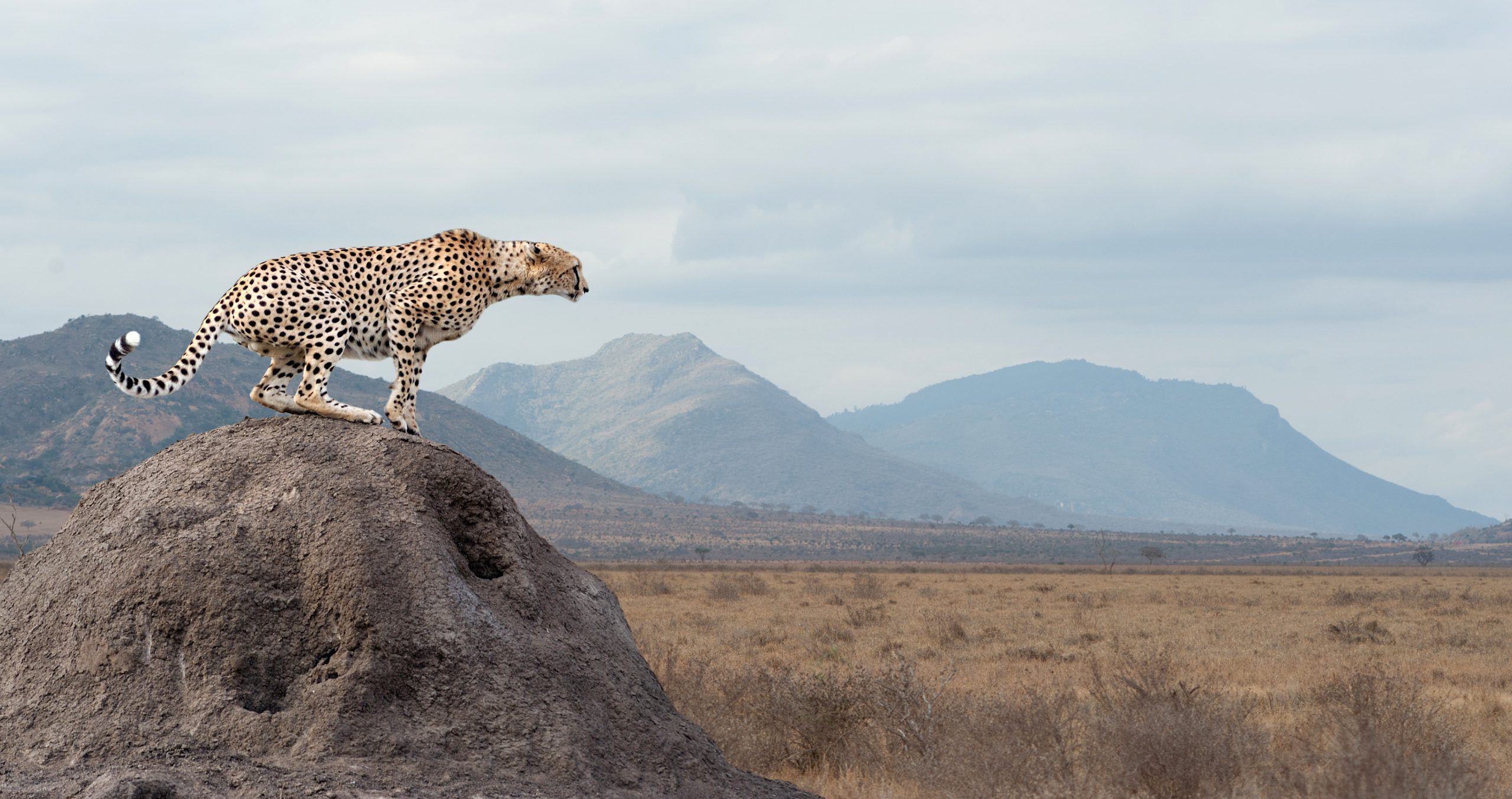 Wild african cheetah, beautiful mammal animal. Africa, Kenya