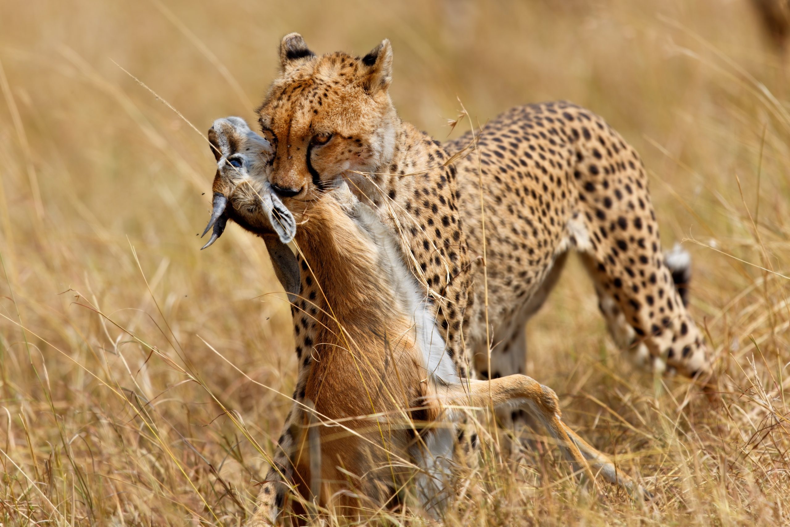 Cheetah female Narasha just hunted a Thomson gazelle in Masai Mara, Kenya