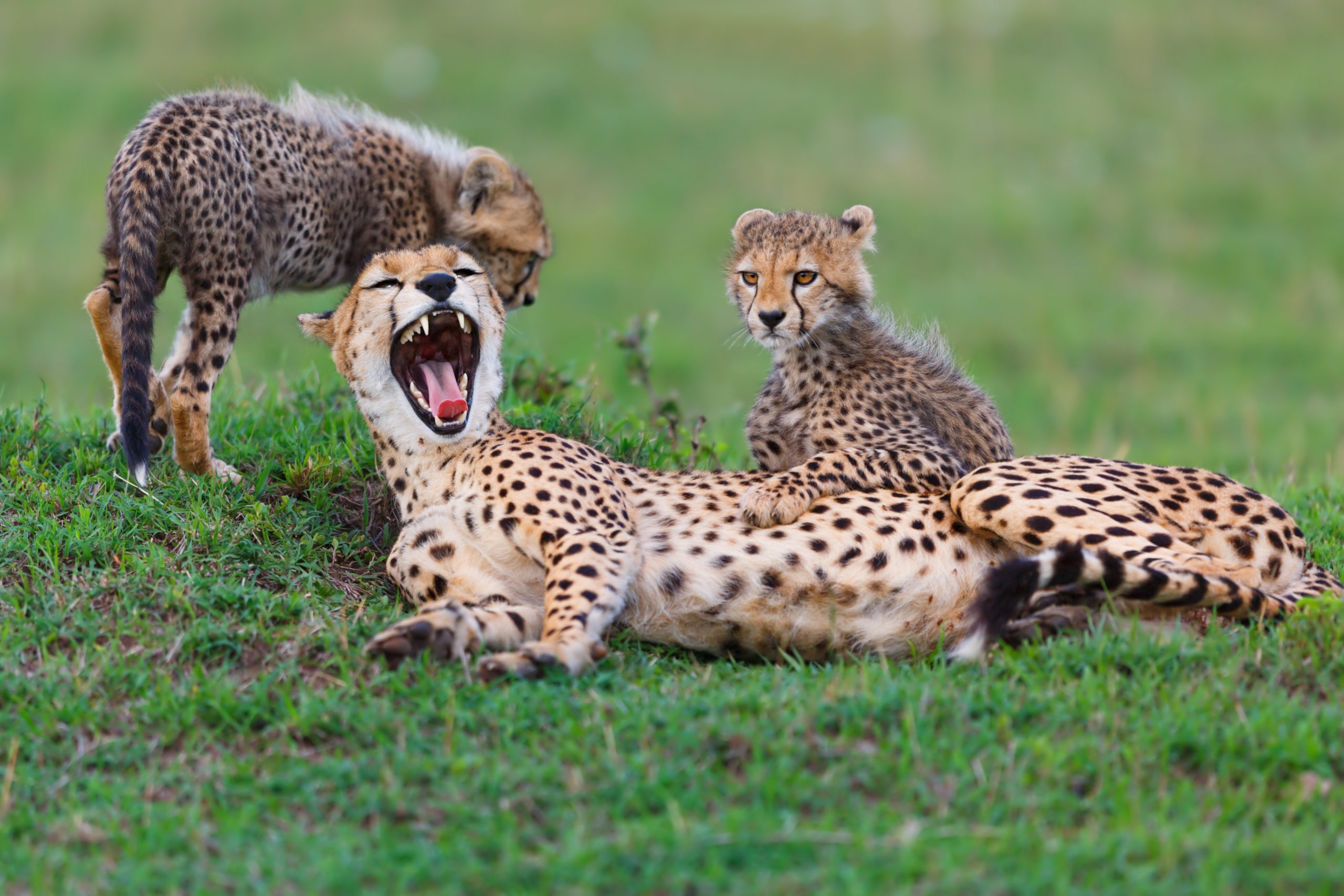 Tired Cheetah Nora with her two cubs in Masai Mara, Kenya