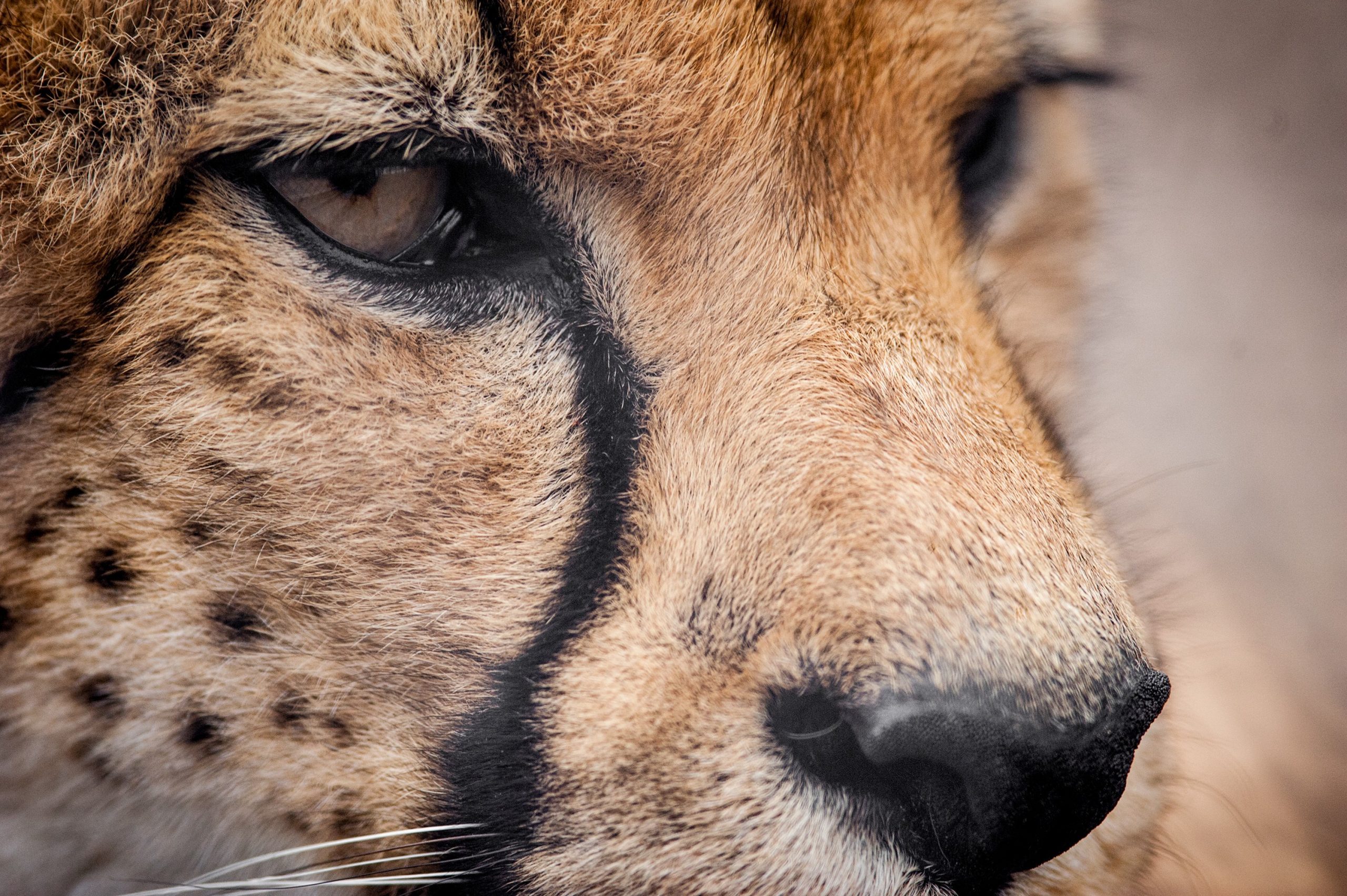 Yawning Cheetah in the savannah of the Masai Mara, Kenya